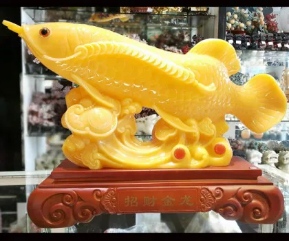 Cá kim long vàng ngọc lớn - chiêu tài kim long FH281G
