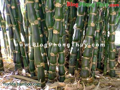Trồng cây mang may mắn