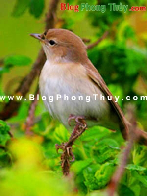 Các cách làm cho cuộc sống tốt đẹp hơn