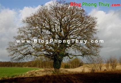 Phong Thủy trong thế giới hiện đại