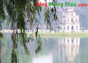 Nên trồng liễu trước cửa nhà?