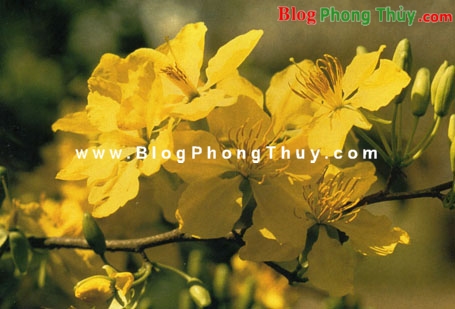 Dọn nhà đón Tết trong phong thủy