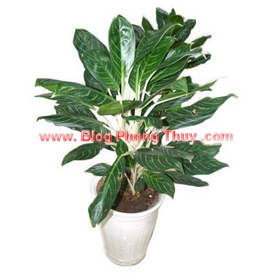 5 Điều Nên Bố Trí Thần Tài Và Tài Vị