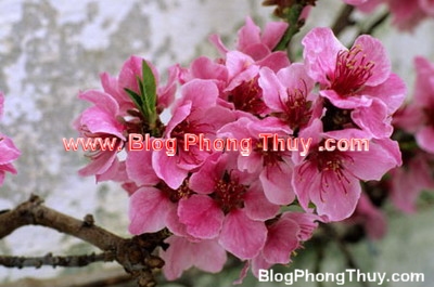 Chuyện của ngày Tết