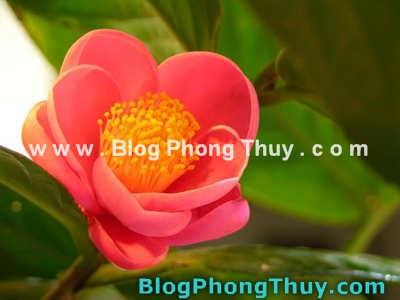 Chọn cây trồng phù hợp với hướng sân