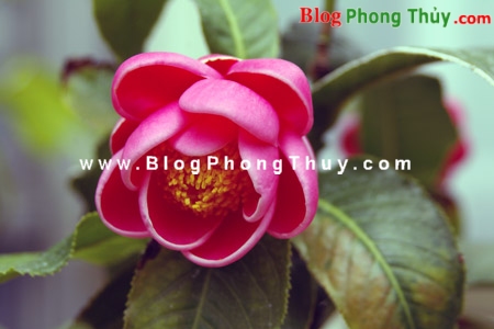 Thực vật và thảo mộc