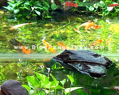Áp dụng nguyên lý Phong Thủy vào khu vườn