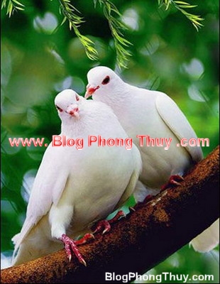 Phong thuỷ cho người độc thân