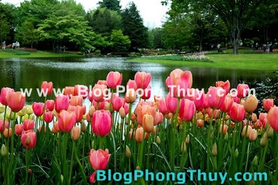Ngày Xuân bàn chuyện Phong thủy