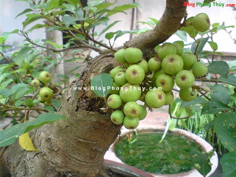 10 loại cây củng cố cho nhà ở