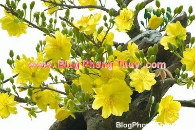 Tết Nguyên Đán Của Người Việt