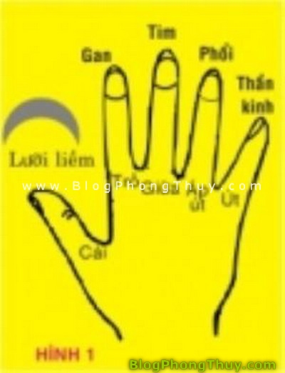Xem tướng tay theo phong thủy (P.4)