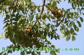 Cây Hồ Lô, loại cây may mắn trong Phong Thủy