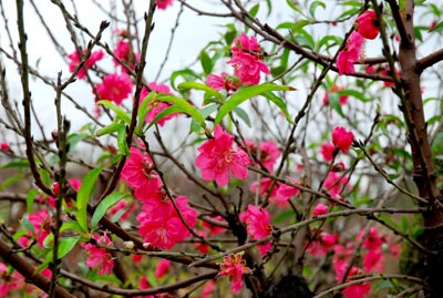 Các loại cây đem đến may mắn cho gia đình