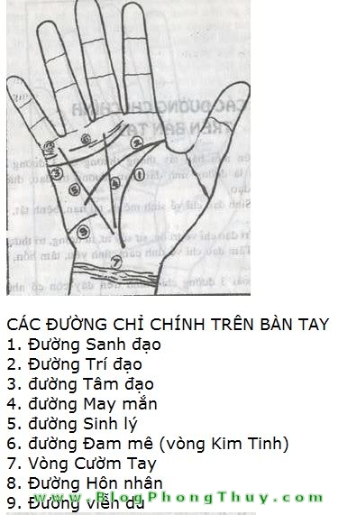Xem tướng tay qua – Các đường chỉ tay