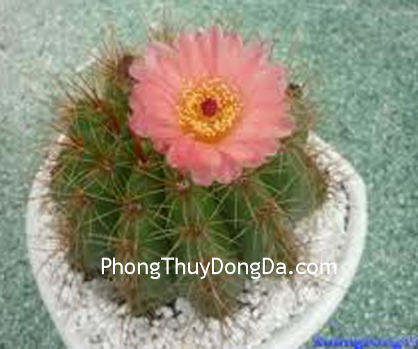 xuong rong Ý nghĩa đặt chậu cây trong nhà