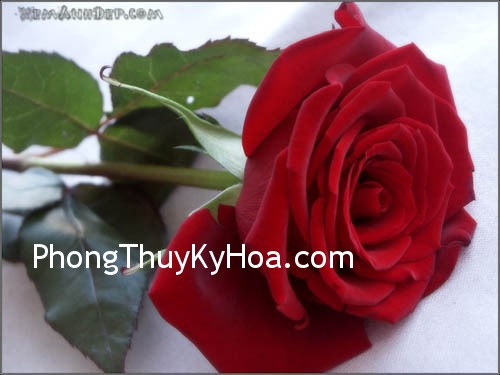 Công cụ kích hoạt phong thủy