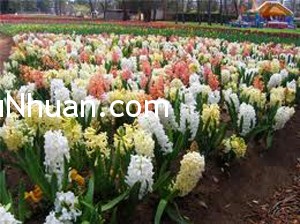 images images1 Tạo năng luợng tốt ở hai bên cửa