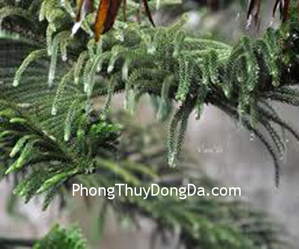 canh thong (1) canh thong 1 Ý nghĩa trưng bày cành thông