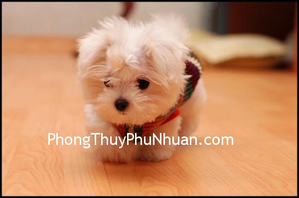 cunbong Hiệu quả của âm thanh tự nhiên