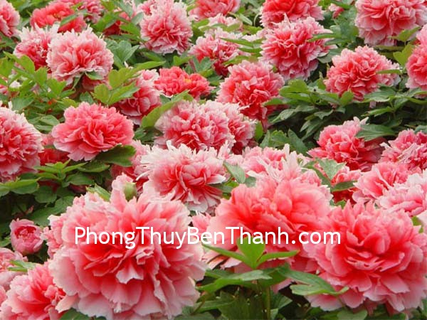 hoa-mau-don hoa mau don Hoa mẫu đơn và hạnh phúc trong tình yêu