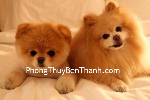 tinh-cam-tuoi-tuat tinh cam tuoi tuat Tăng cường cuộc sống tình cảm cho người tuổi Tuất