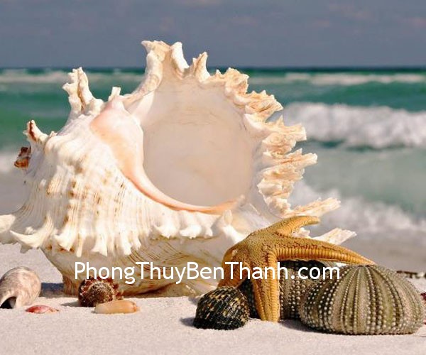 Vỏ ốc cho tình yêu phương xa
