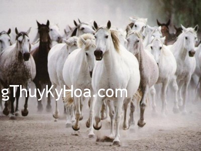 horses-gallop horses gallop Cẩn thận với những biểu tượng
