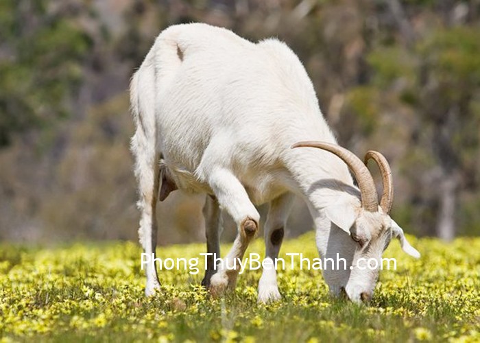 Tăng cường cuộc sống thình cảm cho người tuổi Mùi