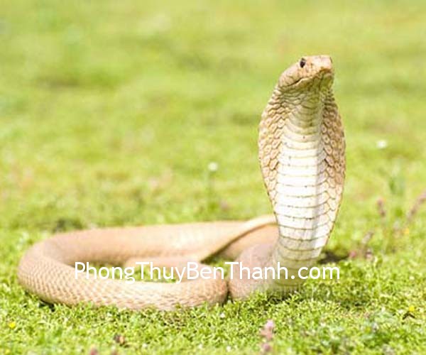 Tăng cường cuộc sống tình cảm cho người tuổi Tỵ