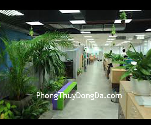 cay xanh trong van phong cay xanh trong van phong Tránh sát khí trong văn phòng