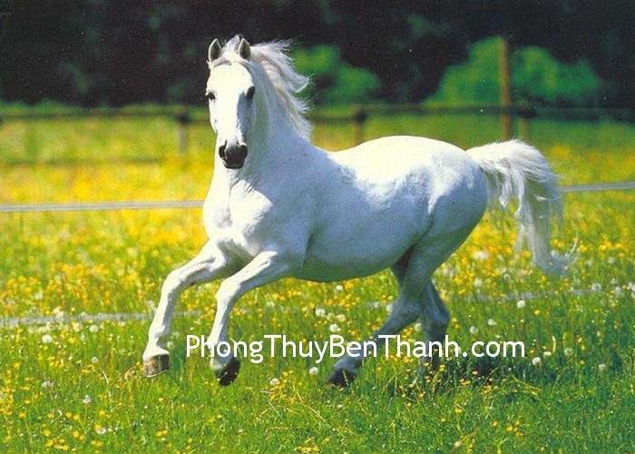 tinh-duyen-tuoi-ngo tinh duyen tuoi ngo Tăng cường cuộc sống tình cảm cho người tuổi Ngọ