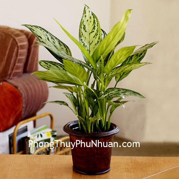 Tác dụng che phủ của cây
