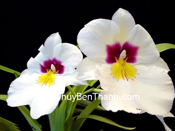 hoa-tuoi hoa tuoi Hoa và những may mắn trong tình yêu