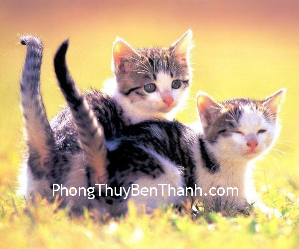 tuoi-meo-va-su-ket-hop tuoi meo va su ket hop Tuổi Mẹo và những kết hợp tốt cho tình yêu hôn nhân.
