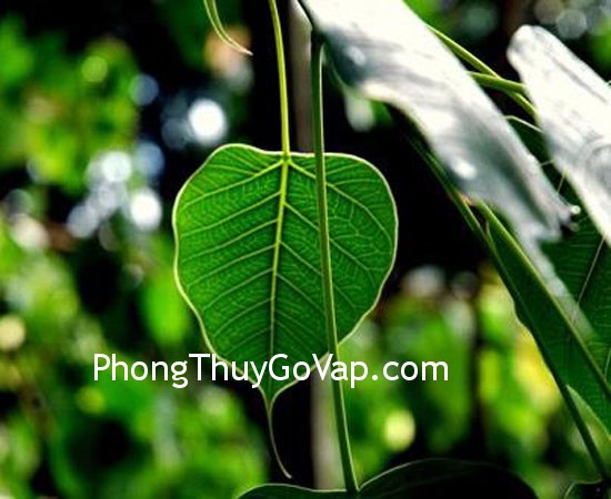 Dùng Ngũ Hành để hóa giải năng lượng xấu