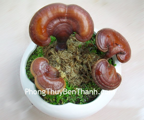 Trưng bày cỏ trường sinh để kích hoạt vận may về nghề nghiệp trong cộng đồng