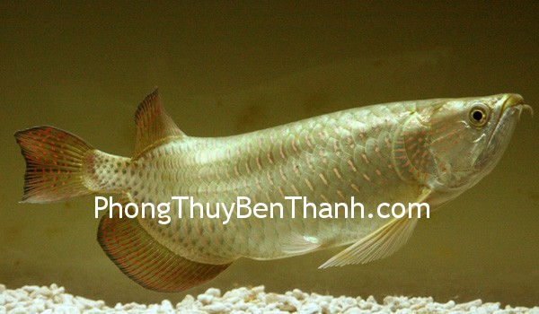 ca kim long ca kim long Nuôi cá kim long để thu hút tài lộc