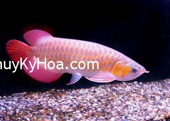 cavang1 cavang1 Bất động sản, hướng ngồi và cá Kim Long