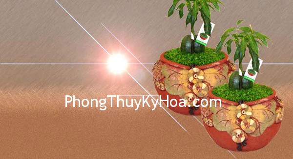 Cây đồng tiền kỳ diệu
