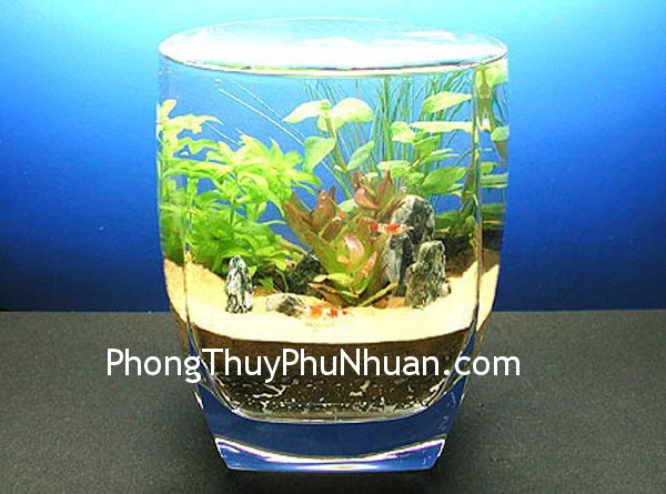 ho ca nho ho ca nho Hồ cá nhỏ tăng cường cung quan lộc