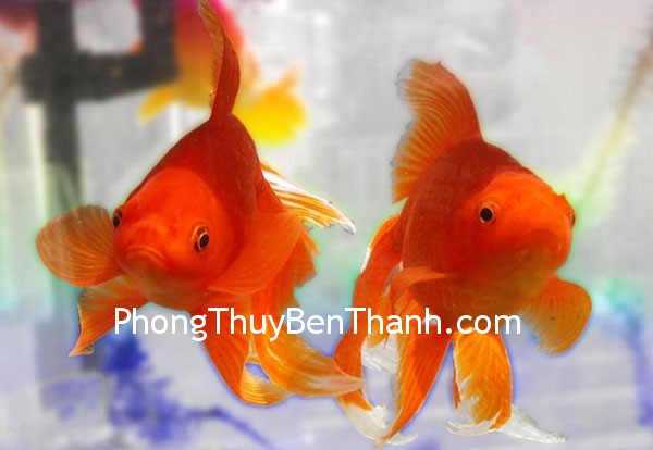 ca-vang ca vang Cá vàng – biểu tượng về tài lộc được ưa chuộng nhất