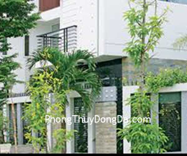 cay cay1 Không nên để cột có góc cạnh đối diện cửa chính