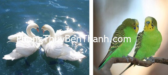 Cặp ngỗng tượng trưng cho hạnh phúc lứa đôi