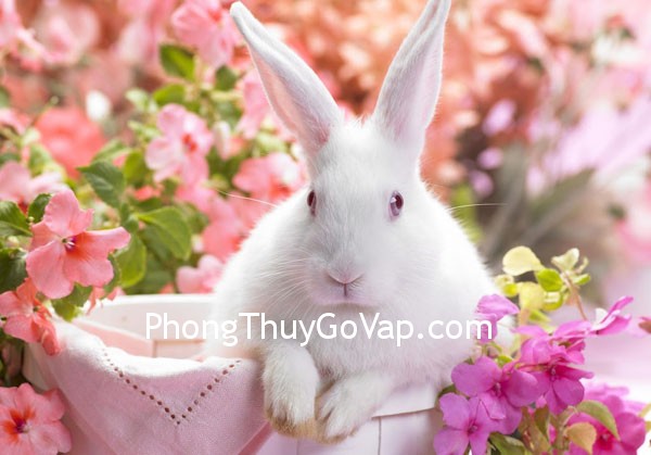 Biểu tượng cho người tuổi Dần, Ngọ, Tuất