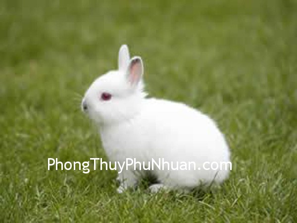 Đặt thỏ ở hướng Đông