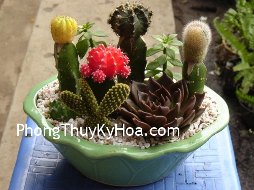 Trồng xương rồng ở hành lang