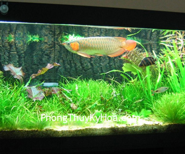 Vị trí đặt bể cá trong phong thủy