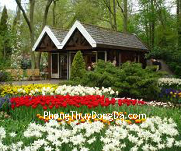 hoa hoa1 Trồng cây để thu hút năng lượng dương