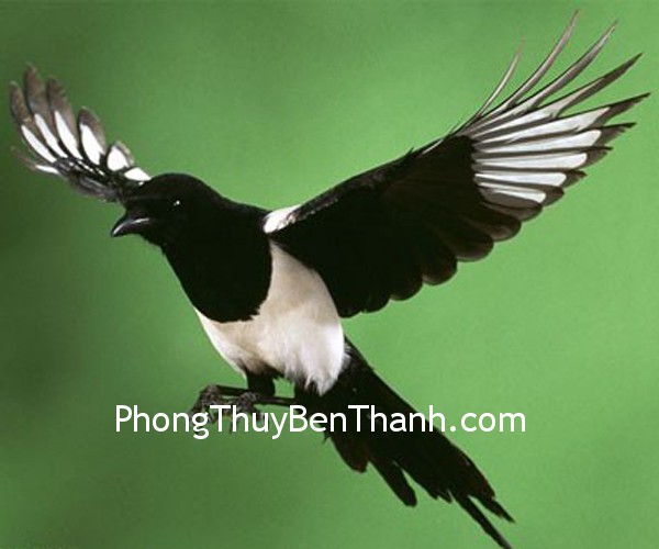 Chim Ác Là tượng trưng cho niềm vui và điềm lành